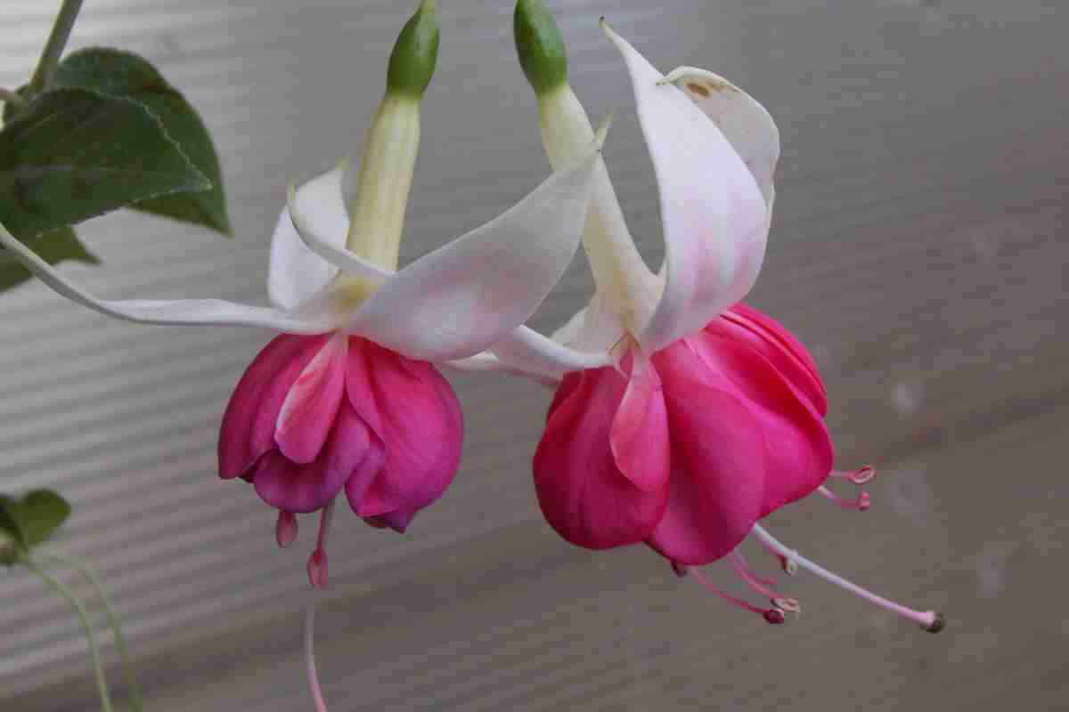 Квітка фуксія: догляд і розмноження